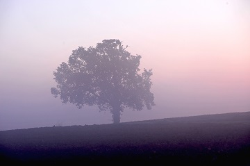 arbre dans le brouillar